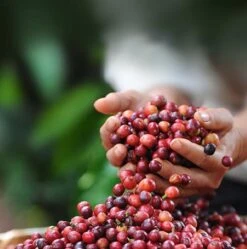 Nescafé Dolce Gusto Latte Macchiato Capsules - 90 Koffiecups -Koffie Promotie Winkel 1190x1200