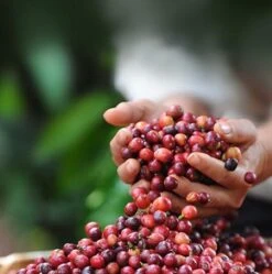 Nescafé Dolce Gusto Cortado Espresso Macchiato Capsules - 90 Koffiecups -Koffie Promotie Winkel 1192x1200