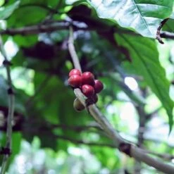 Kopi Luwak Koffie. 35 Gram Ongemalen Bonen. Direct Trade. Single Origin. The Original By Rich.Exclusive. 25 Kopi Luwak Koffie. 35 Gram Ongemalen Bonen. Direct Trade. Single Origin. The Original By Rich.Exclusive. -Koffie Promotie Winkel 1200x1200 135