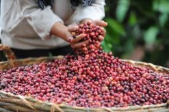 Starbucks Pike Place Medium Roast Koffiebonen - 4 Zakken à 450 Gram -Koffie Promotie Winkel 1200x798 3