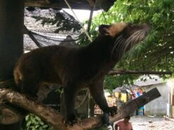 Kopi Luwak Koffie. 35 Gram Ongemalen Bonen. Direct Trade. Single Origin. The Original By Rich.Exclusive. 20 Kopi Luwak Koffie. 35 Gram Ongemalen Bonen. Direct Trade. Single Origin. The Original By Rich.Exclusive. -Koffie Promotie Winkel 1200x900 2