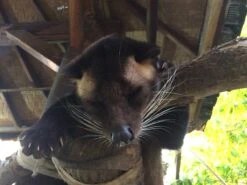 Kopi Luwak Koffie. 35 Gram Ongemalen Bonen. Direct Trade. Single Origin. The Original By Rich.Exclusive. 21 Kopi Luwak Koffie. 35 Gram Ongemalen Bonen. Direct Trade. Single Origin. The Original By Rich.Exclusive. -Koffie Promotie Winkel 1200x900 3