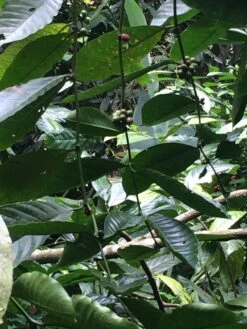 Kopi Luwak Koffie. 35 Gram Ongemalen Bonen. Direct Trade. Single Origin. The Original By Rich.Exclusive. 19 Kopi Luwak Koffie. 35 Gram Ongemalen Bonen. Direct Trade. Single Origin. The Original By Rich.Exclusive. -Koffie Promotie Winkel 900x1200 1